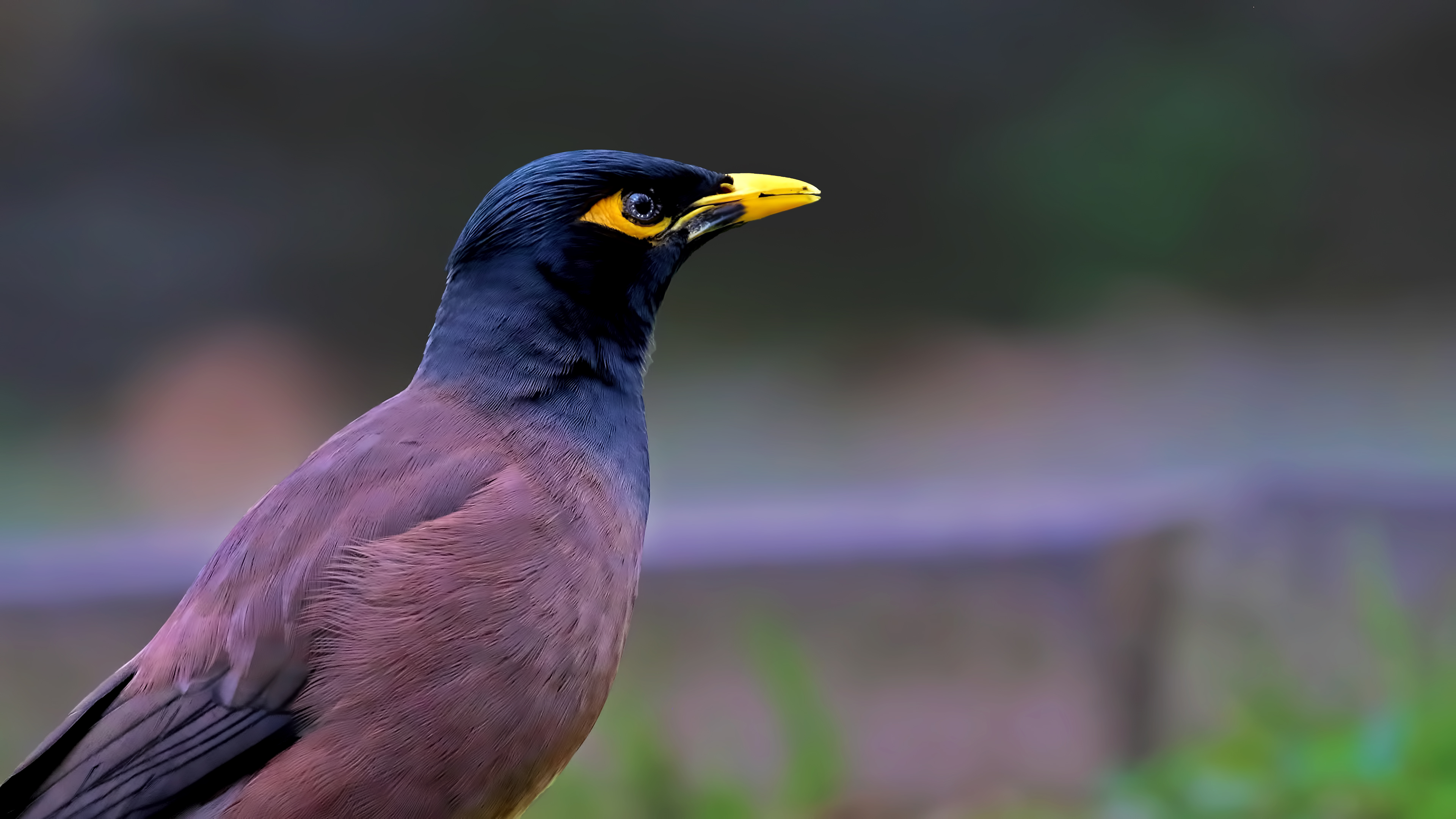 Common Myna